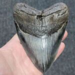5.5 inch megalodon shark tooth