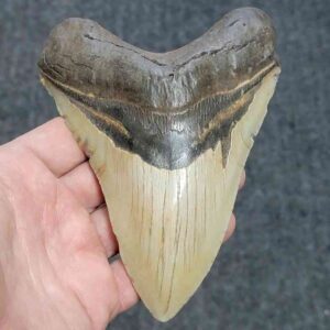 Megalodon Shark Tooth - JTMEG5.5-18