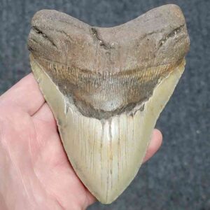 Megalodon Shark Tooth - JTMEG5.5-19