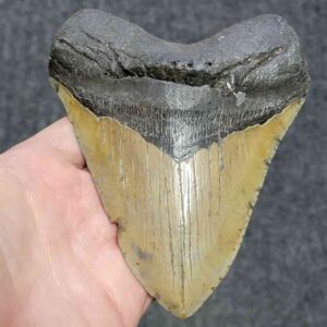 Megalodon Shark Tooth - JTMEG5.5-2