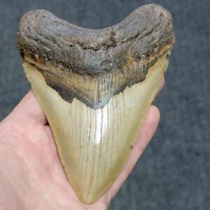 Megalodon Shark Tooth - JTMEG5.5-20