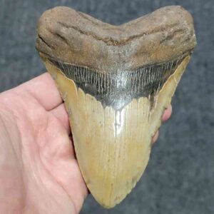 Megalodon Shark Tooth - JTMEG5.5-21