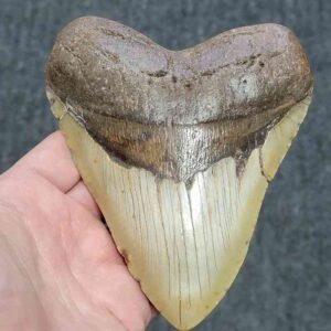 Megalodon Shark Tooth - JTMEG5.5-22