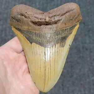 Megalodon Shark Tooth - JTMEG5.5-23