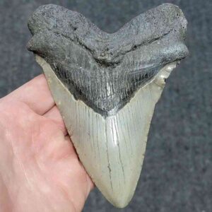 Megalodon Shark Tooth - JTMEG5.5-24