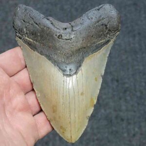 Megalodon Shark Tooth - JTMEG5.5-25