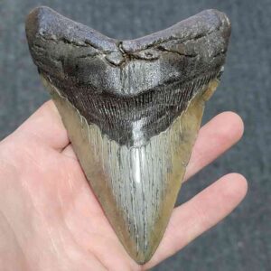 Megalodon Shark Tooth - JTMEG5.5-26