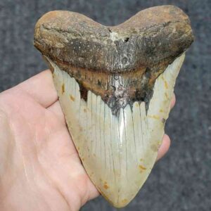 Megalodon Shark Tooth - JTMEG5.5-3