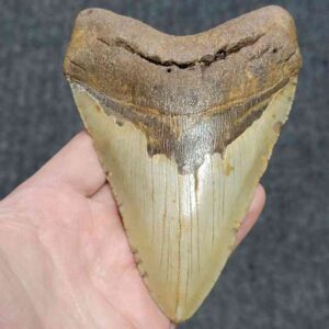 Megalodon Shark Tooth - JTMEG5.5-5