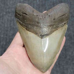 Megalodon Shark Tooth - JTMEG5.5-6