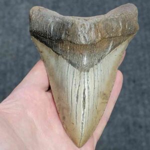 Megalodon Shark Tooth - JTMEG5.5-7