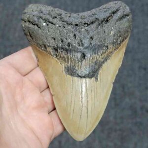 Megalodon Shark Tooth - JTMEG5.5-8