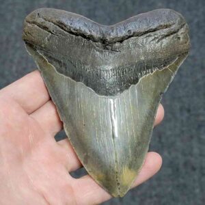 Megalodon Shark Tooth - JTMEG5.5-9