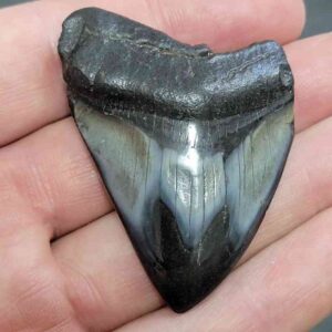 Polished Megalodon Shark Tooth - JTPOLBAR90-11