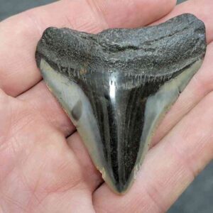 Polished Megalodon Shark Tooth - JTPOLBAR90-13