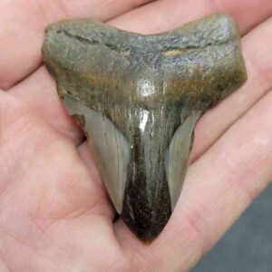 Polished Megalodon Shark Tooth - JTPOLBAR90-14