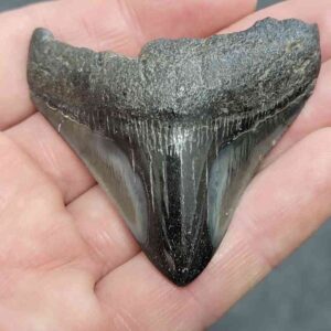 Polished Megalodon Shark Tooth - JTPOLBAR90-15