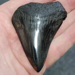 Polished Megalodon Shark Tooth - JTPOLBAR90-16
