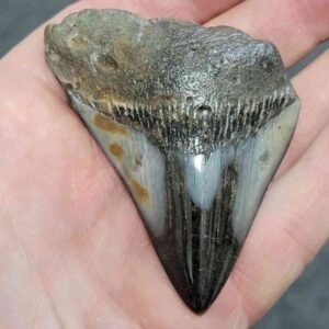 Polished Megalodon Shark Tooth - JTPOLBAR90-18