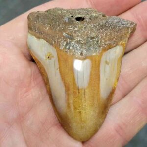 Polished Megalodon Shark Tooth - JTPOLBAR90-19