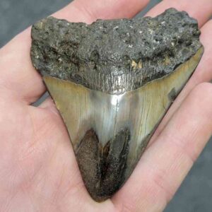 Polished Megalodon Shark Tooth - JTPOLBAR90-20