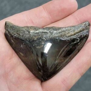 Polished Megalodon Shark Tooth - JTPOLBAR90-21