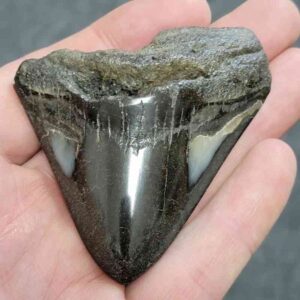 Polished Megalodon Shark Tooth - JTPOLBAR90-22