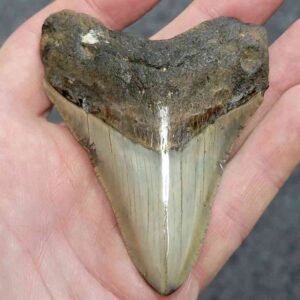Polished Megalodon Shark Tooth - JTPOLBAR90-23