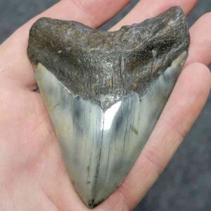 Polished Megalodon Shark Tooth - JTPOLBAR90-24