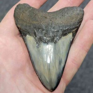 Polished Megalodon Shark Tooth - JTPOLBAR90-25