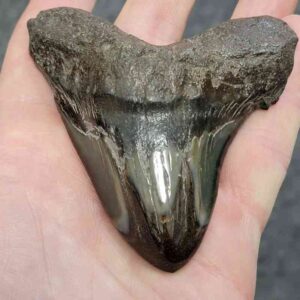 Polished Megalodon Shark Tooth - JTPOLBAR90-26