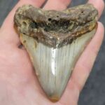 Bargain Polished Megalodon Shark Tooth