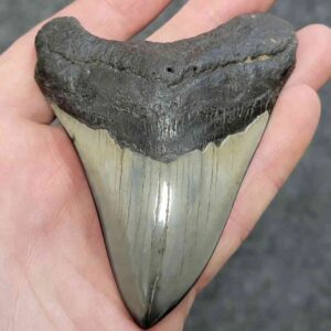 Polished Megalodon Shark Tooth - JTPOLBAR90-28