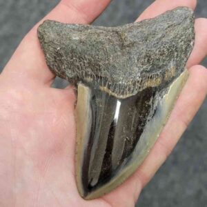 Polished Megalodon Shark Tooth - JTPOLBAR90-29