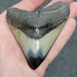 Polished Megalodon Shark Tooth - JTPOLBAR90-30