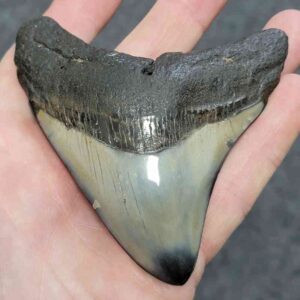 Polished Megalodon Shark Tooth - JTPOLBAR90-31