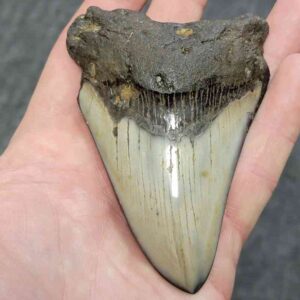 Polished Megalodon Shark Tooth - JTPOLBAR90-32