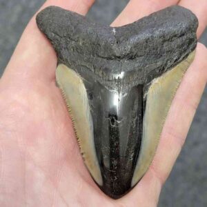 Polished Megalodon Shark Tooth - JTPOLBAR90-33