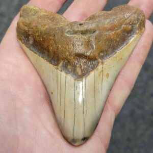 Polished Megalodon Shark Tooth - JTPOLBAR90-34
