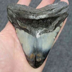 Polished Megalodon Shark Tooth - JTPOLBAR90-35