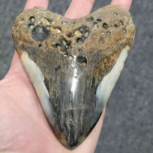Polished Megalodon Shark Tooth - JTPOLBAR90-36