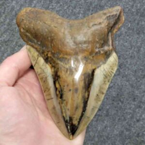 Polished Megalodon Shark Tooth - JTPOLBAR90-37