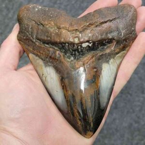 Polished Megalodon Shark Tooth - JTPOLBAR90-38
