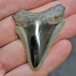 Polished Megalodon Shark Tooth - JTPOLBAR90-5