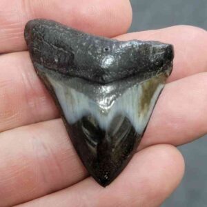 Polished Megalodon Shark Tooth - JTPOLBAR90-9