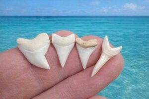 Modern shark Teeth