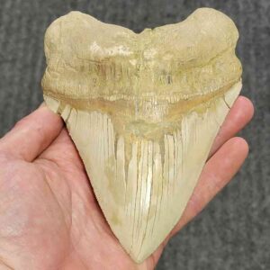 Bakersfield Megalodon