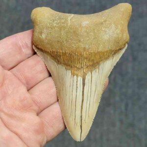 Bakersfield Megalodon