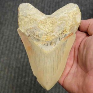 Cuban Megalodon Shark tooth