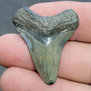 Megalodon Shark Tooth Fossil - JTMEG1-11